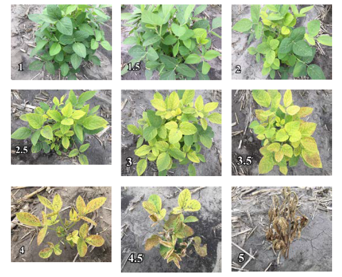 Soybean Soil Fertility NDSU Agriculture